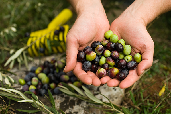 European Olive Oil Fraud